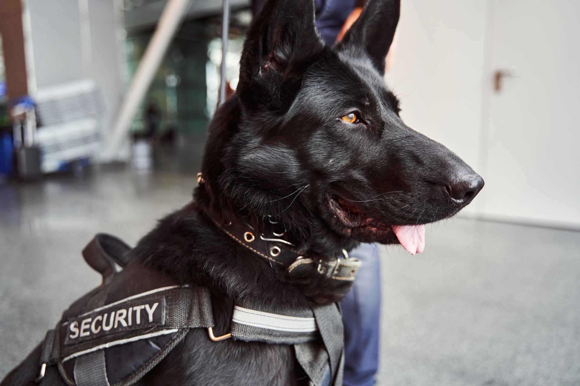 Security dog handling service