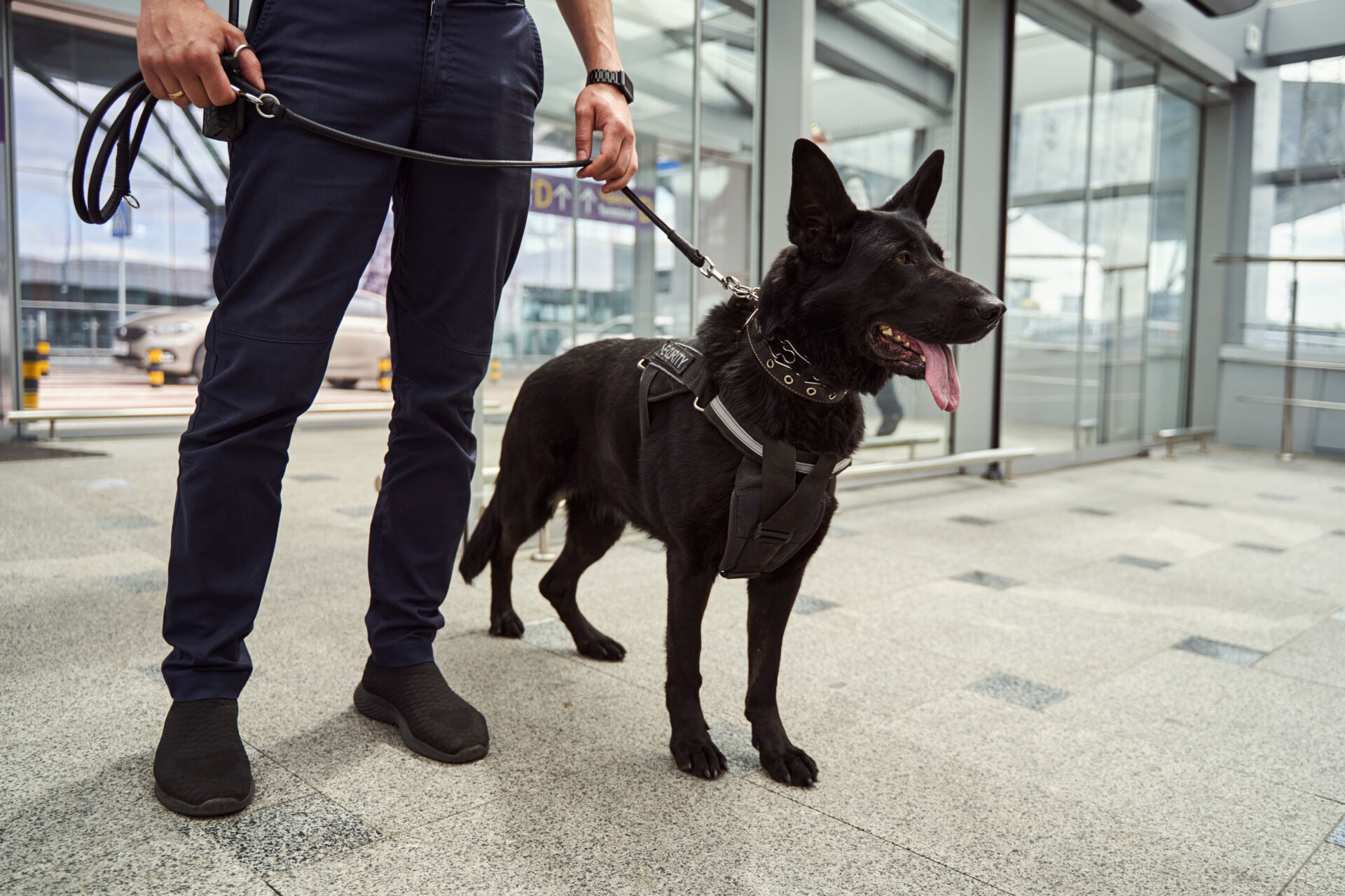 Join our security team for dog handling security services