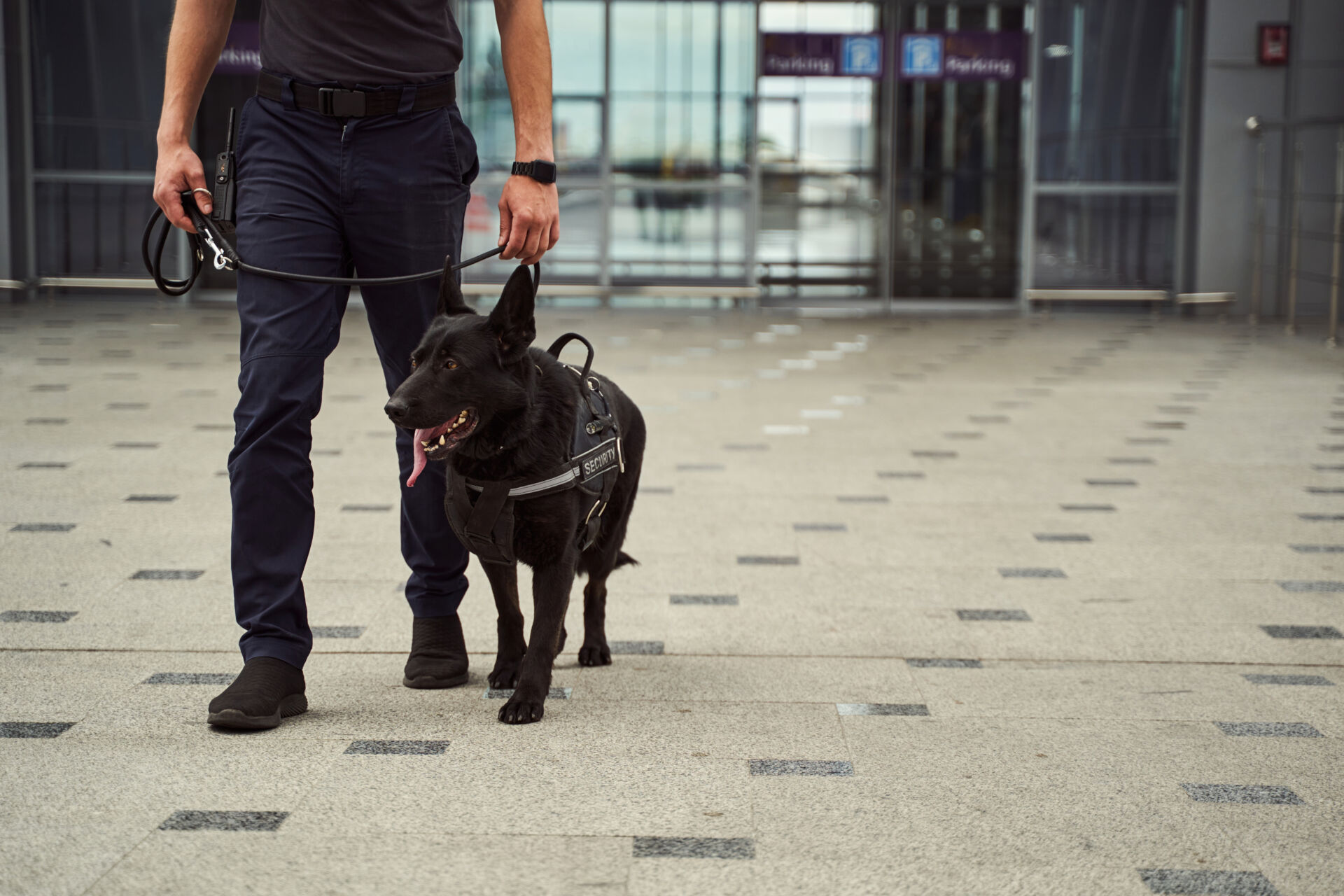 Professional Dog Handling Services by Whitehorse security support services
